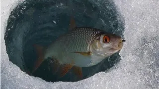 Ловля плотвы и окуня зимой/Зимняя рыбалка на мормышку и балансир/