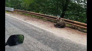 Bears on Transfagarasan Road