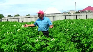 Вся картошка вырастает с кулак- мельче не бывает! Что для этого делают.