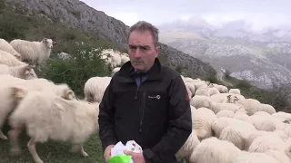 Ganaderos en su hábitat | Ovejas en Joyo La Fuente | 10.5.2024