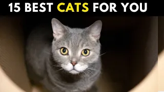 15 Best Low-Maintenance Cat Breeds For First-Time Owners You Probably Don't Know