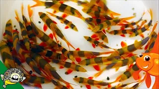 Adding Clown Loaches to the 800 gallon aquarium!