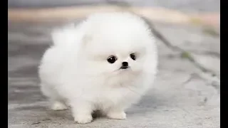 Pomeranians The Most Beautiful Dog in the World