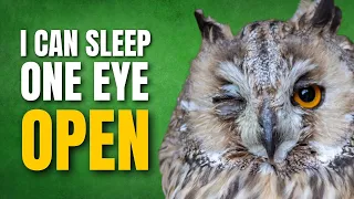 How Do Birds Sleep? Is it like ours?