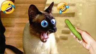 🐱🐕 Funny Dog And Cat Videos 😆🐕 New Funny Animals 2024 #15