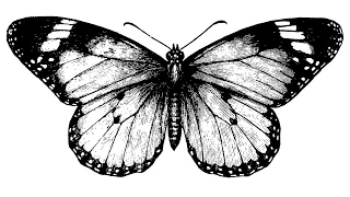 Der Butterfly-Effect (Chaos-Theorie)