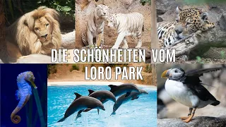 Zwei Tagesausflüge durch den Loro Park Teneriffa, Jaguar, Tiger, Löwe, Delphine, Seepferdchen,