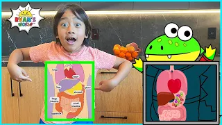 Ryan learns about Digestive System for kids