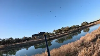 Texas Cans! Jump shooting canvasback ducks