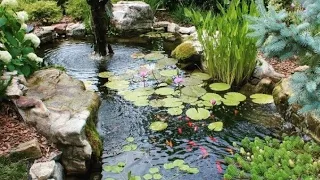 Pond And Water Gardens – Information And Plants For Small Water Gardens