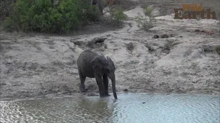 WildEarth - Sunrise - 07 November 2021