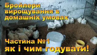 Бройлери вирощування в домашніх умовах як і чим годувати