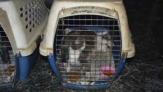 41 cats rescued from Fort Worth property