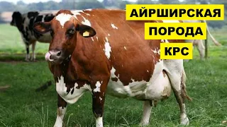 Айрширская порода КРС содержание и уход | Крупный рогатый скот | Молочная Айрширская корова