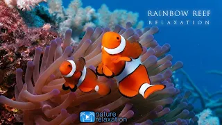 3HRS Stunning Underwater Footage + Relaxing Music | French Polynesia, Indonesia 4K Upscale