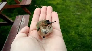 THE ADVENTURE OF PEEP, THE BABY HUMMINGBIRD