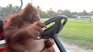 Ape Driving Golf Cart