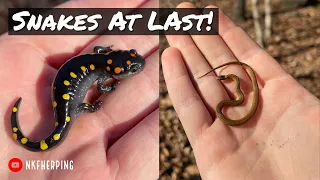 Signs of Spring: Snakes at Last and Stunning Salamanders!