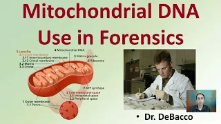 Mitochondrial DNA Use in Forensics