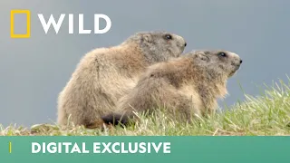 Marmot Prepares For Hibernation | Winter Wonderland | National Geographic Wild UK