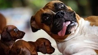 Ultimate Funny Dog Compilation 2014 HD