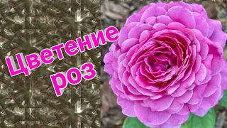 Цветение роз в год посадки. Розы Капри/ Блю бери/Сурир де Периге/ Эйшен Маринер