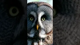 Dangerous Owl Sound 🦉| owl #shorts
