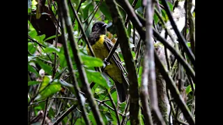 COROCOXÓ, A VOZ DA MATA ATLANTICA. Carpornis cucullata (Hooded Berryeater)