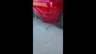 Redback Spider Catches Eastern Brown Snake in Its Web