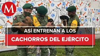 Así entrenan a los perritos del ejército mexicano