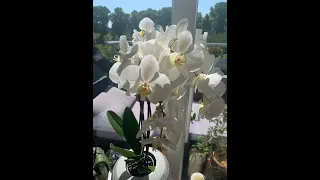 Орхидея, полив в закрытой системе