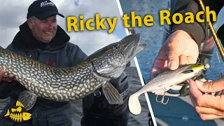 Zo rigt Luc Coppens Ricky the Roach – De shad voor alle snoeken