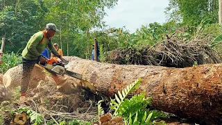 Unstoppable... Stihl ms881, Cut down 2 trees in the rain‼️