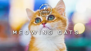 Cat Sounds to Attract Cats Happy | Cat Meowing to Attract Cats | Cat Sounds to Attract Cats