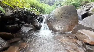 River flow in the big forest, river babbling, nature sounds, forest sounds, river sounds, ASMR