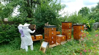 Stáčení medu