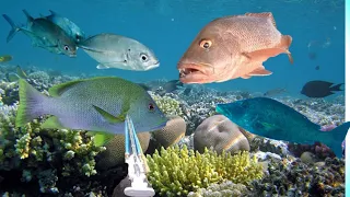 BERBURU DAN MENJUAL IKAN DI LAUT DALAM-Hunt Big Eye Trevally, Maori, Snapper