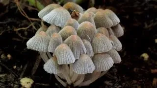 Fairy Inkcap, Coprinellus disseminatus, San Marcos, California