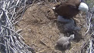 Xcel Energy Fort Saint Vrain Eagle Cam 29.04.2024