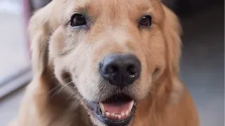 Luhu：Mom had a toothache😢, so Dad made her some yellow dock water and egg congee🐶🐶 #cute #dog #vlog