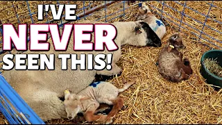 Have you ever seen a SHEEP DREAM???  (DAY 17):  Vlog 279