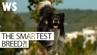 How Border Collies work: The most intelligent dog