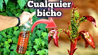 MATA al 99,7% de los BICHOS y PLAGAS de tus PLANTAS y CASA con este INSECTICIDA Casero (Sin AJO)