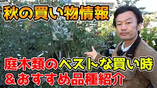 【上手な買い方】庭木類買うなら〇〇です【教えてカーメン君】【園芸】【ガーデニング】【初心者】