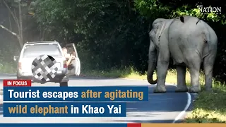 Tourist escapes after agitating wild elephant in Khao Yai | The Nation