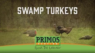 Swamp Turkeys