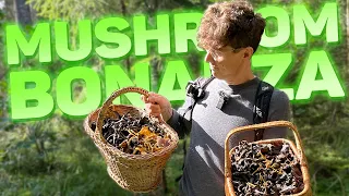 MUSHROOM BONANZA - Chef Spuz - Sp4zie IRL