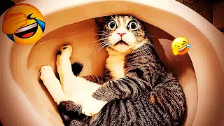 😹🐕 New Funny Cats and Dogs Videos 😂🐱 Best Funny Animal Videos # 65