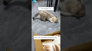 Hacks To Get Cat To Drink! 🤫🐈