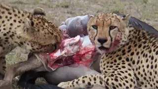 watch two cheetahs eaten after hunt they are very hungry